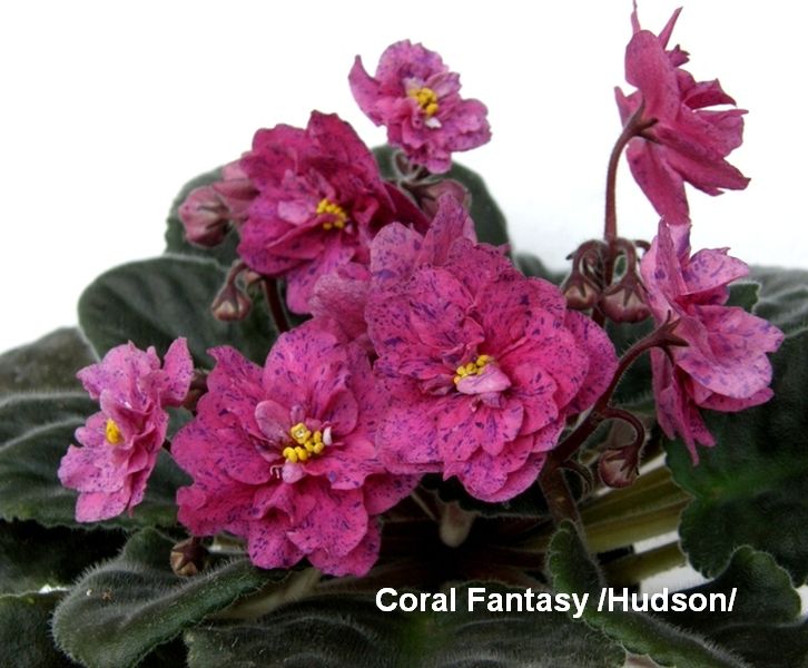 Coral Fantasy (N. Hudson)