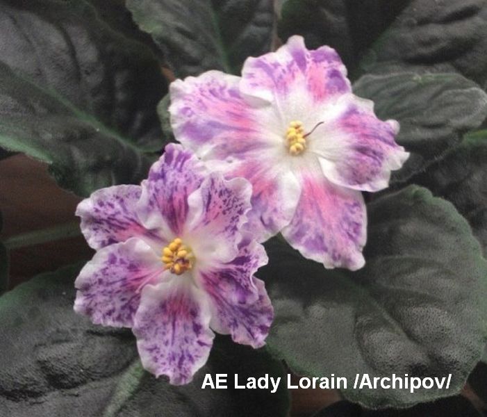 АЕ-Lady Lorain