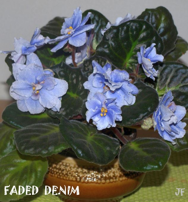 faded denim AA165175-1